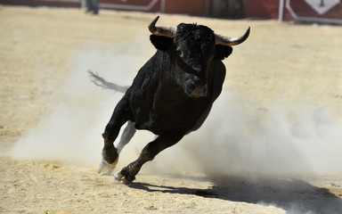 toro bravo español