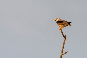 Colorful Birds in Nature  of southern thailand.