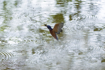 Colorful Birds in Nature  of southern thailand.