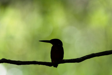 Colorful Birds in Nature  of southern thailand.