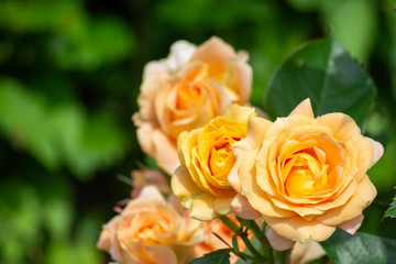 薄オレンジ色のバラ