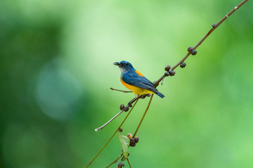 Colorful Birds in Nature  of southern thailand.