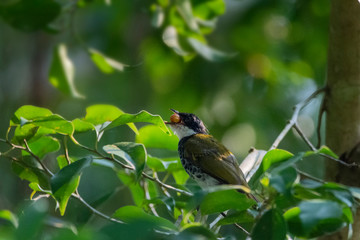 Colorful Birds in Nature  of southern thailand.