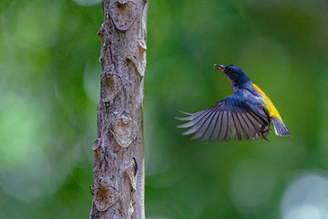 Colorful Birds in Nature  of southern thailand.