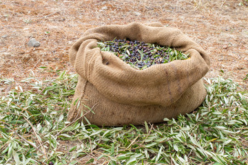 Sackcloth bag full on fresh olives. Olives harvesting in Crete, Greece.  Harvest of fresh olives from the tree for the production of extra virgin olive oil.