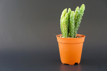 Cactus in an orange pot Black background