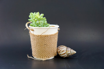 Cactus in an orange pot Black background