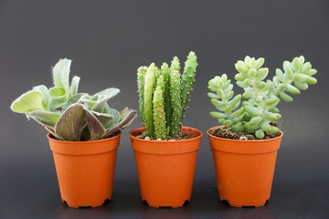 3 orange potted cactus plants in black background