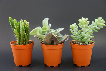 3 orange potted cactus plants in black background