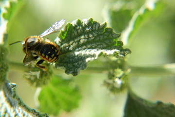 avispa en planta menta