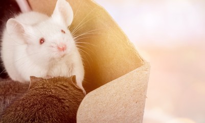 Mouse.