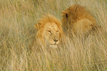 Naklejka na ściany i meble Male lion laying in wait for prey