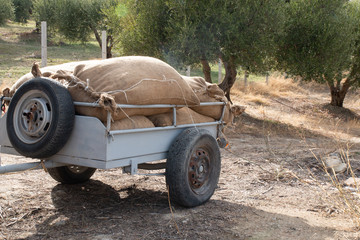 Fototapeta na wymiar Trailer full of Sackcloth bags with olives. Olives harvesting in Crete, Greece. Harvest of fresh olives from the tree for the production of extra virgin olive oil. 