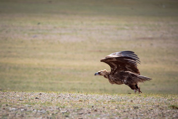 bird of prey