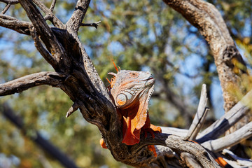 Iguana resting on a Tree Limb