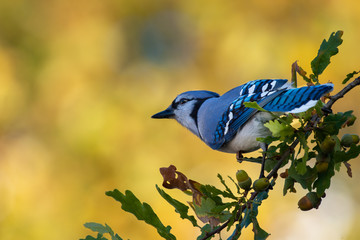 A single blue jay perched on a branch of a tree with green leaves and acorns. The background is blurred and yellow in color. The bright blue, navy and white feathers on the bird are detailed. 