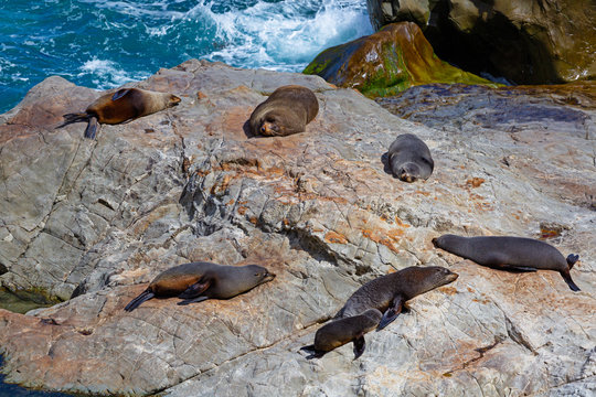 Sea lions sunbathing. Sea lions resting on a rock at Kaikoura beach, South Island, New Zealand