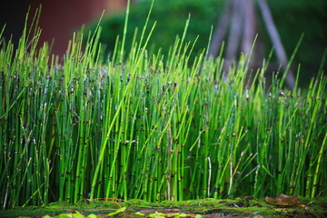 Green trees for garden decoration