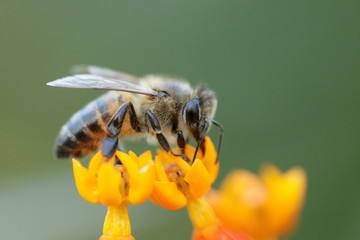Bee - Western Honey Bee