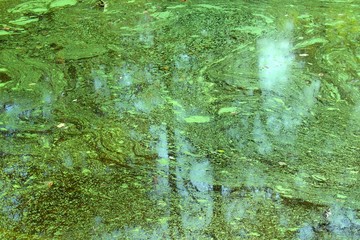 Green algae growing in stagnate water, creating an abstract swirl painted effect.