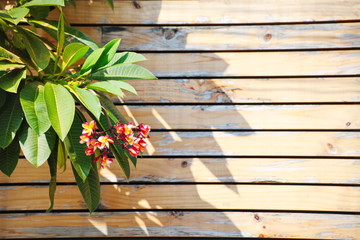 House fence made of pine