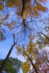 Looking up at tree canopy during fall with vivid autumn foliage