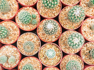 Green cactus in ball shapre with white thorn in red cultivation bowl background