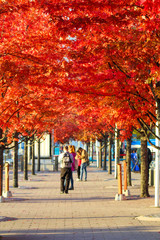 City sidewalk with beautiful red and orange fall leaves on a sunny day