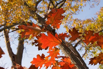 Golden sunlight hitting autumn fall leaves