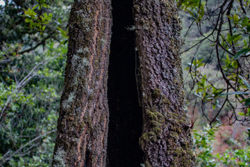 Ruta del Roble, Santander, Boyacá, Colombia