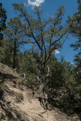 Fototapeta na wymiar Vertical of trees in the Gila National Forest, New Mexico.