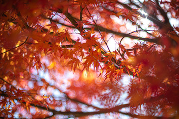 燃えるような紅葉