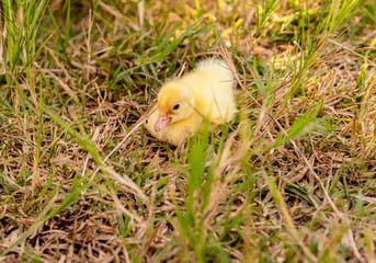 Group of little ducklings walking on a green meadow