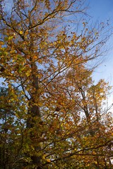 Looking up at autumn foliage, trees during sunset in Fall