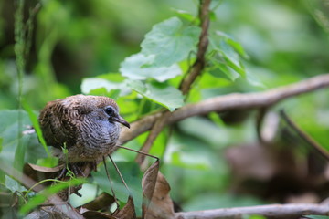 Brown bird sitting on tree branch with green leaves in the forest,Wildlife scene from nature