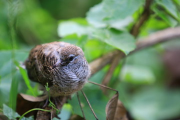 Brown bird sitting on tree branch with green leaves in the forest,Wildlife scene from nature