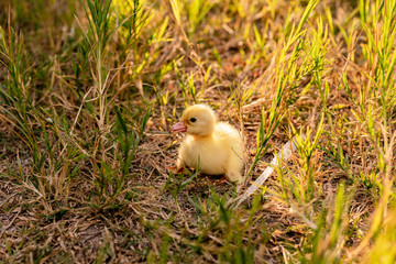 Group of little ducklings walking on a green meadow
