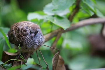 Brown bird sitting on tree branch with green leaves in the forest,Wildlife scene from nature