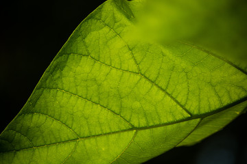 closeup of green leaf