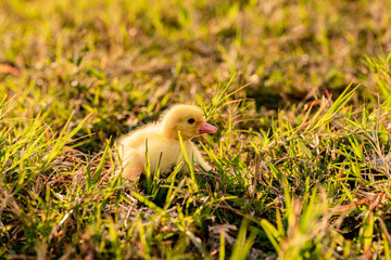 Group of little ducklings walking on a green meadow