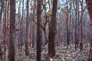Obraz premium Forest in the reserve forest was burned during the dry season. Smoke dust problems PM.2.5 Important factors of global warming in Thailand and Southeast Asia