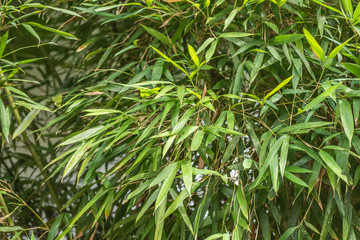 green bamboo in the outdoor