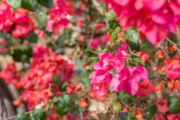 purple bougainvillea flowers