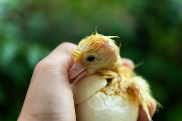 duckling coming out of a white egg