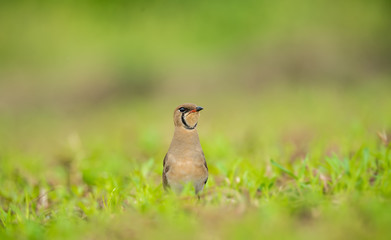 Oriental Pratincole (Formal Name: Glareola maldivarum)