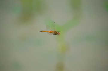 Wandering Glider (Formal Name: Pantala flavescens)
