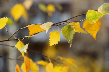 Obraz premium bright yellow autumn birch leaves, close-up. heavily blurred background