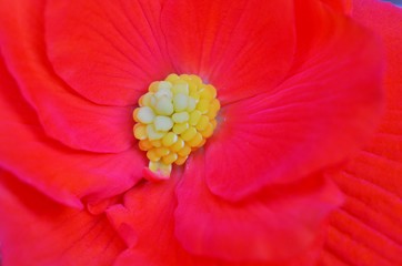 赤いベゴニアの花弁
