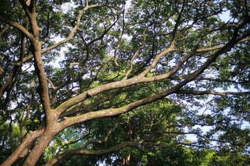 green tree branches