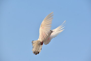 bird in flight
